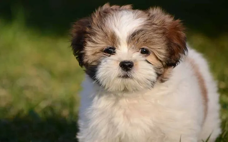 Lhasa Poo